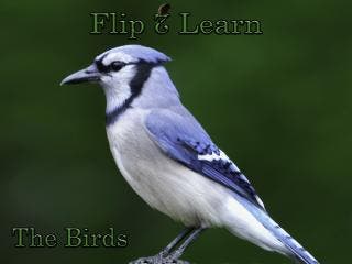 Flip 2 Learn - The Birds